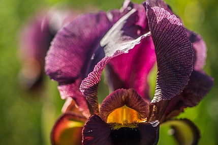 אירוס ארגמן