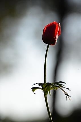 פרחי הצללים