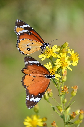 היררכיה פרפרית?