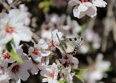 צילום: ידידיה שיזגל
