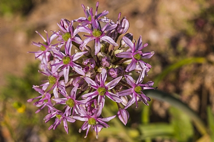 שום תל_ אביב