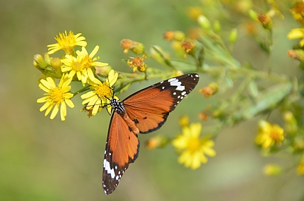 שיהיה לבריאות :-)