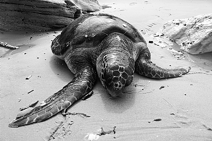 צילום: רווה קנדרו