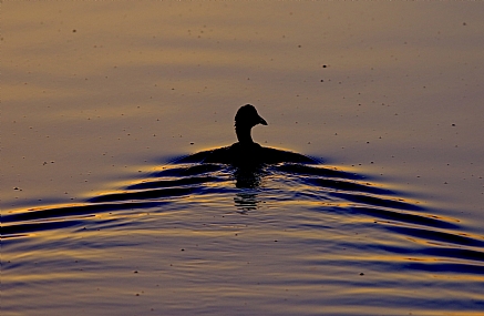 שט לו הברבור
