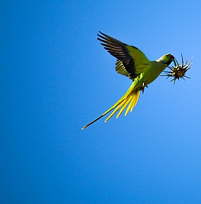 בדרך לארוחת צהריים