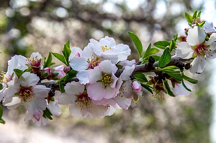 בארץ אהבתי השקד פורח