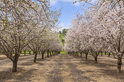 פריחת השקדיה