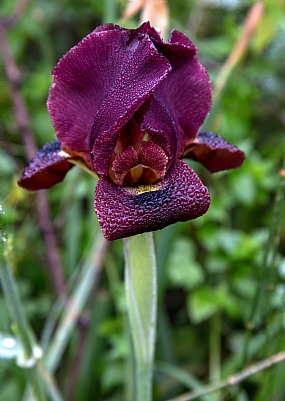 אירוס הגלבוע