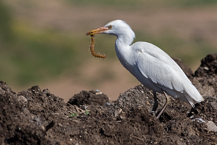 ארוחה ארסית