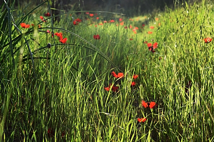 דרום אדום 2016
