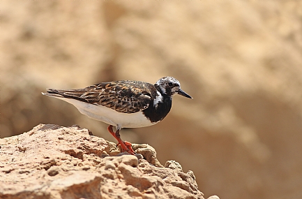 ארנריה אדמונית