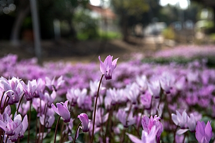 אחת מעל כולן