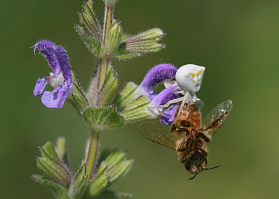 סרטביש הפרחים