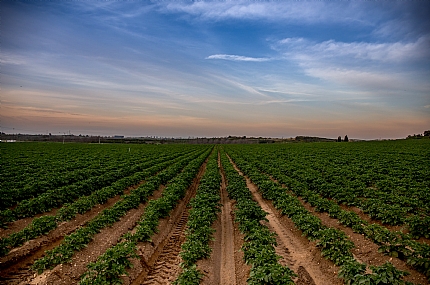 הולכתי את העין