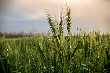 יופי בשקיעה