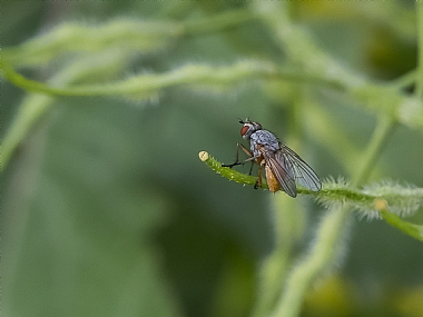 צבעוני ומעופף