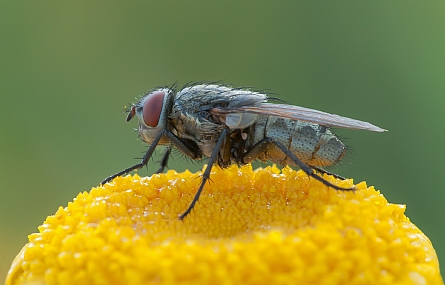 תחילתו של עונת המאקרו
