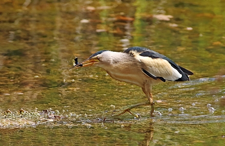 אנפה ושני דגים. @@