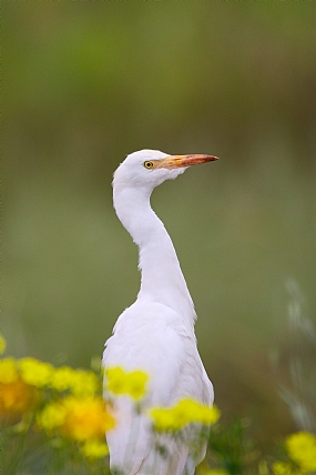 מסימני האביב..