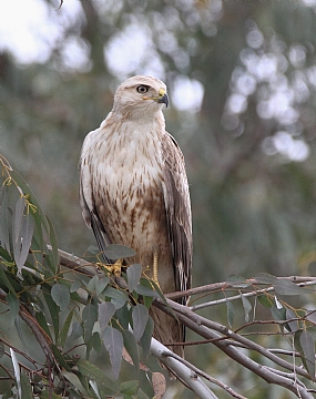 צילום: יחיאל  לאמש