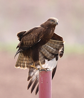 צילום: יחיאל  לאמש