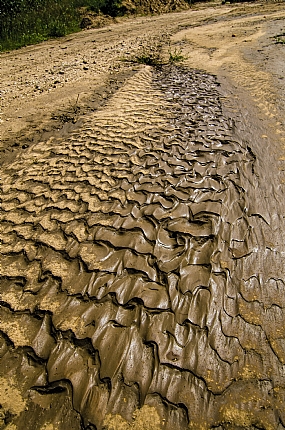 לאחר הגשם...