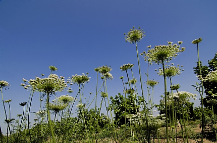 מטריות בטבע