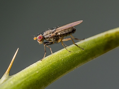 להיזהר מהקוצים