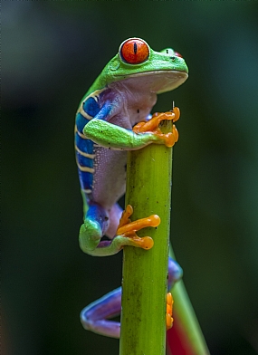 ירוקה וביישנית