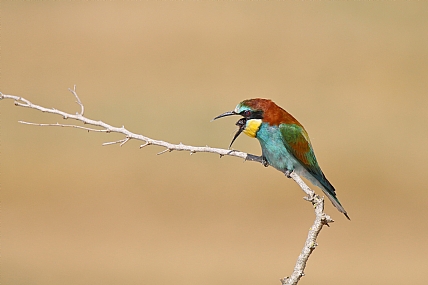 שרקרק פולט צנפה