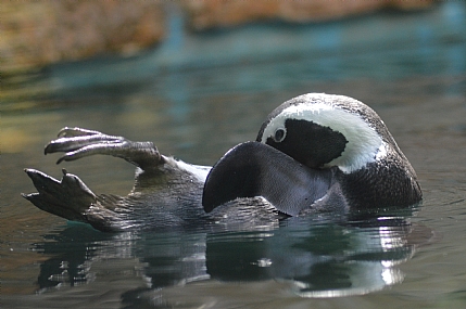 משתזף על הגב | פינגווין  גן חיות  אקווריום  