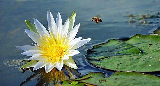 בבבבזזזז יאמי!