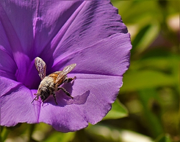 צילום: adam semenduev