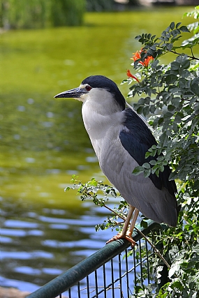 צילום: גבי סעדון