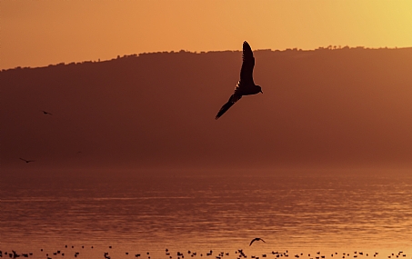 אנחת לפני רדת הלילה