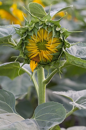 צילום: הראל ארן