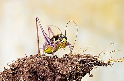 הארץ המובטחת