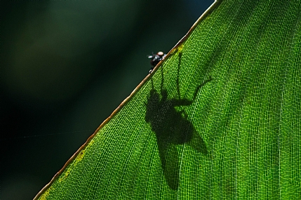 מפחד מהצל של עצמו