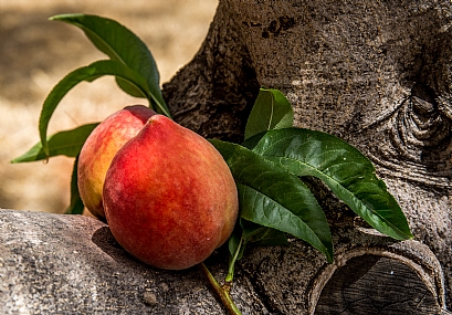 מצד אפרסקים
