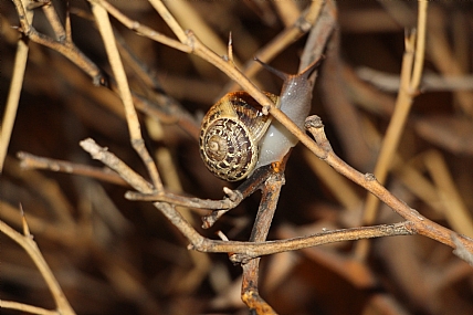 צילום: יעקב  ארביב