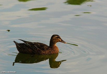 2 זה תמיד ביחד...
