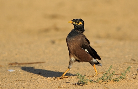 אני מיאנה... !!