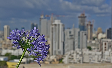 סגול מול הבטון