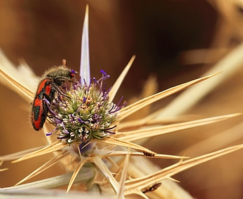 קוץ מלכותי ...........
