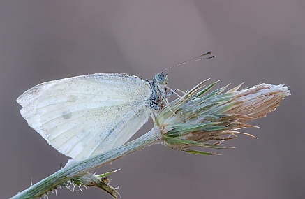 ממתין לזריחה