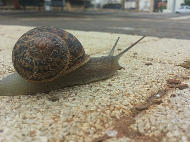 צילום: rotem tsa