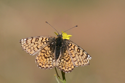 נימפית הברוניקה