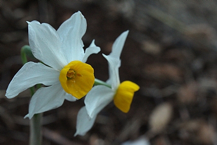 צילום: מלאכי מלאכי