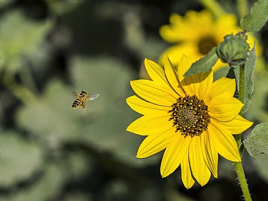 לקראת נחיתה