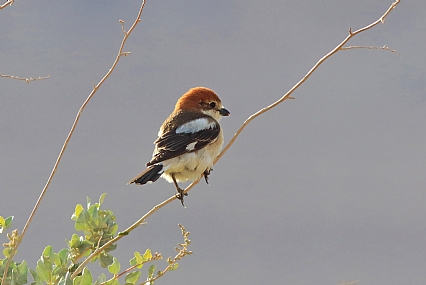 חנקן אדום ראש